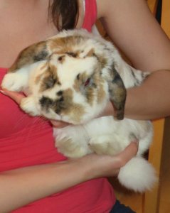 Pózolj gazdival :) (Nem minden nyuszi szereti, ha ölbe veszik, emelgetik!)